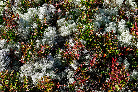 Lichen, Parc du Fjord-du-Saguenay