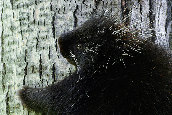 Porcupine, Parc du Fjord-du-Saguenay