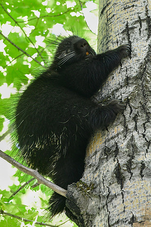 Porcupine, Parc du Fjord-du-Saguenay