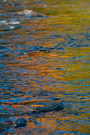 Autumn reflections on the Rivière Malbaie, Parc des Hautes-Gorges-de-la-Rivière-Malbaie