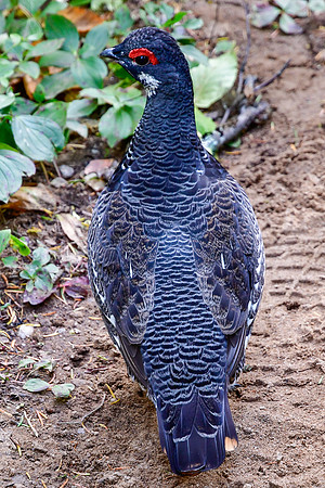 Spruce grouse, Parc des Grands-Jardins