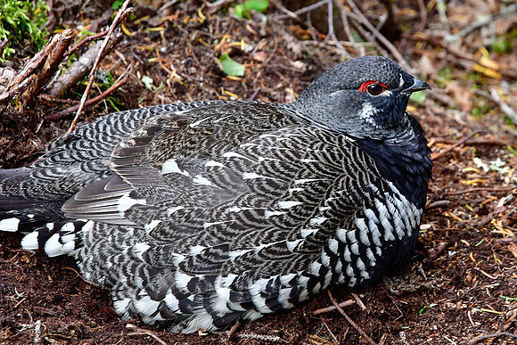 Spruce grouse, Parc des Grands-Jardins