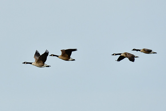 Canada geese near the mouth of the Rivière Tartigou