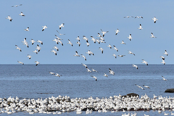 Snow geese near the mouth of the Rivière Tartigou