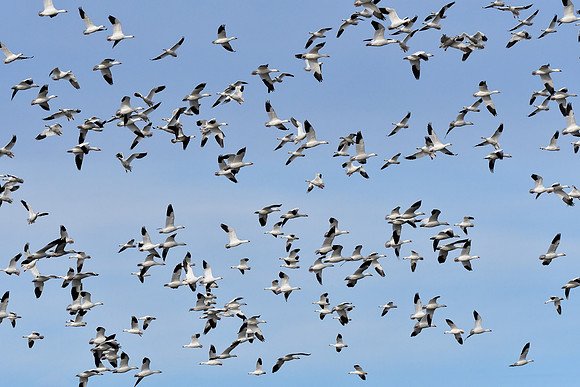 Snow geese near the mouth of the Rivière Tartigou