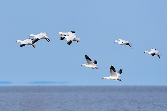 Snow geese near the mouth of the Rivière Tartigou