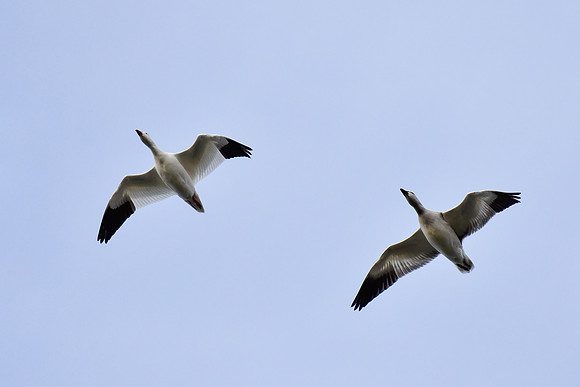 Snow geese near the mouth of the Rivière Tartigou