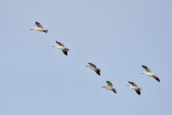 Snow geese near the mouth of the Rivière Tartigou