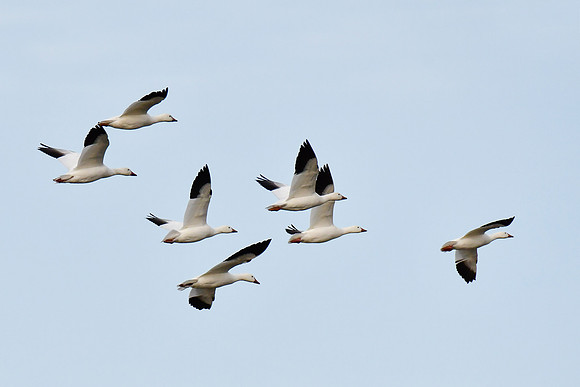Snow geese near the mouth of the Rivière Tartigou