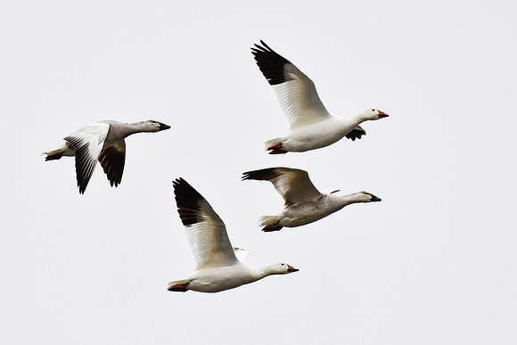 Snow geese near the mouth of the Rivière Tartigou