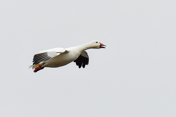 Snow goose near the mouth of the Rivière Tartigou