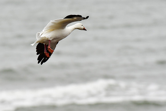 Snow goose near the mouth of the Rivière Tartigou