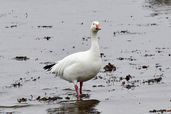 Snow goose near the mouth of the Rivière Tartigou