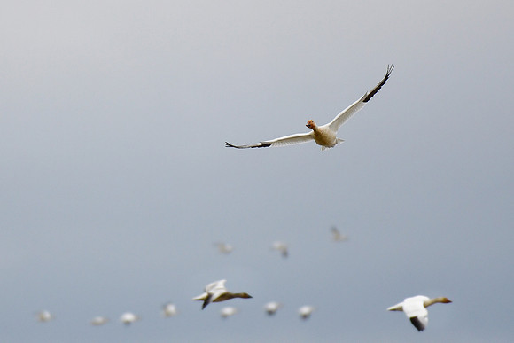Snow geese, Cap Tourmente National Wildlife Area
