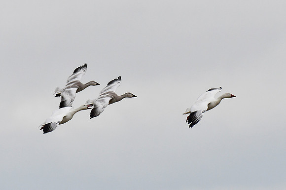 Snow geese, Cap Tourmente National Wildlife Area