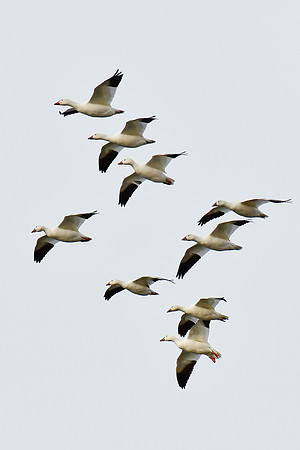 Snow geese, Cap Tourmente National Wildlife Area