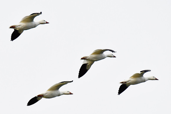 Snow geese, Cap Tourmente National Wildlife Area