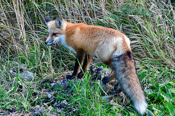 Red fox, Parc de la Gaspésie