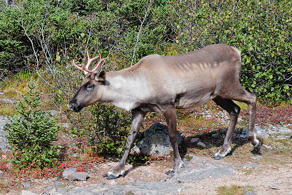 Woodland caribou, Mont Dos de Baleine, Parc de la Gaspésie