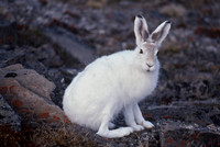 Arctic hare, Quttinirpaaq National Park