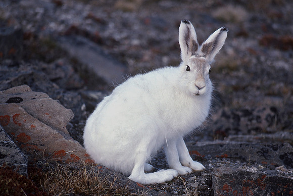 Arctic hare, Quttinirpaaq National Park