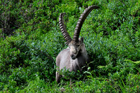 Ibex on the Grand Balcon Sud
