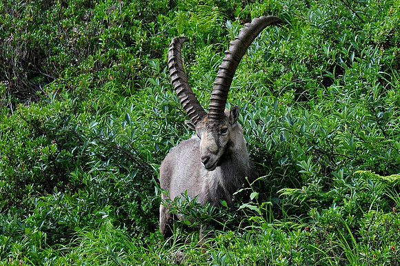 Ibex on the Grand Balcon Sud