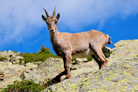 Chamois on the Grand Balcon Sud