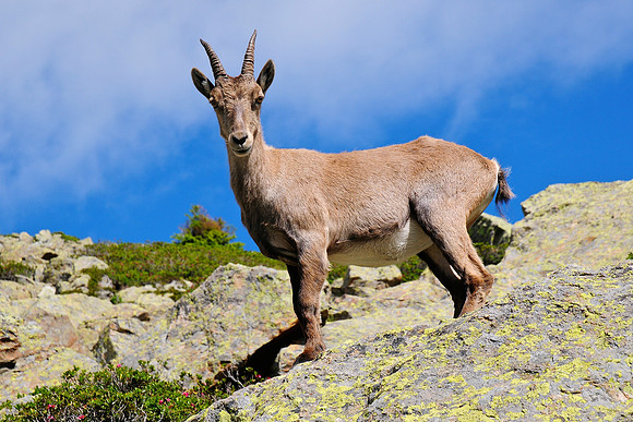 Chamois on the Grand Balcon Sud