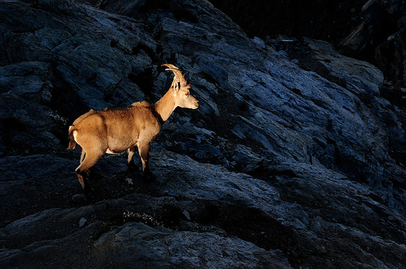 Chamois near the Gornergrat station