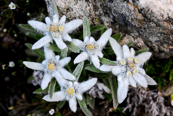 Edelweiss above the Col de Tsofeiret