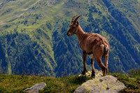 Chamois on the Grand Balcon Sud