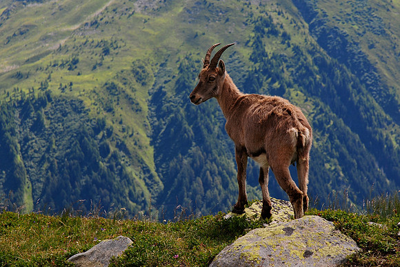Chamois on the Grand Balcon Sud