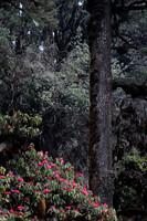 Rhododendrons below the Sinchu La, Punakha Trek