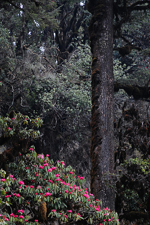 Rhododendrons below the Sinchu La, Punakha Trek