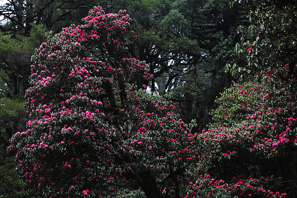 Rhododendrons below the Sinchu La, Punakha Trek