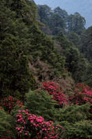 Rhododendrons below the Sinchu La, Punakha Trek