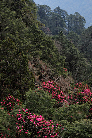 Rhododendrons below the Sinchu La, Punakha Trek