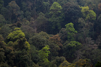 Punakha Trek