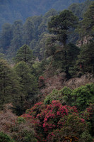 Rhododendrons below the Sinchu La, Punakha Trek