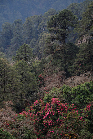 Rhododendrons below the Sinchu La, Punakha Trek