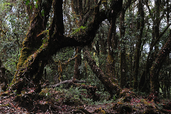 Punakha Trek
