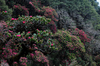 Rhododendrons below the Sinchu La, Punakha Trek