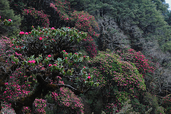 Rhododendrons below the Sinchu La, Punakha Trek