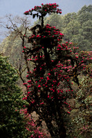 Rhododendrons below the Sinchu La, Punakha Trek