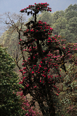 Rhododendrons below the Sinchu La, Punakha Trek