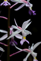 Orchid, Punakha Trek