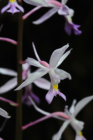 Orchid, Punakha Trek
