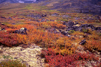 Fall colours in the Tombstone River Valley