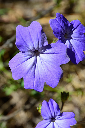 Browallia multiflora